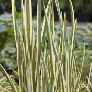 Bonte kalmoes (Acorus calamus “variegatus”) moerasplant - 6 stuks