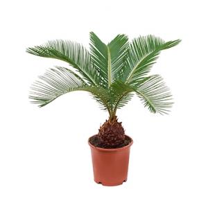 Cycas Palm revoluta brutalex kamerplant