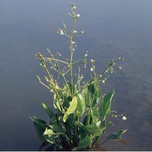 Grote waterweegbree (Alisma plantago-aquatica) moerasplant - 6 stuks