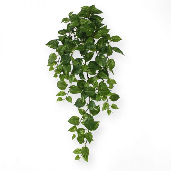 Scindapsus hangplant 75 cm groen