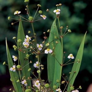Slanke waterweegbree (Alisma lanceolata) moerasplant - 6 stuks