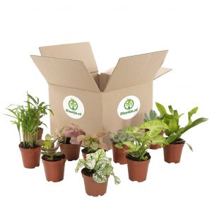 Groene Mini Plantenbox (10 stuks)