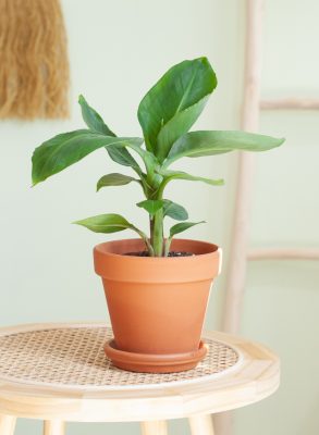 Bananenplant - Musa Tropicana - P12