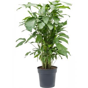 Caryota Palm Mitis L 120 cm kamerplant