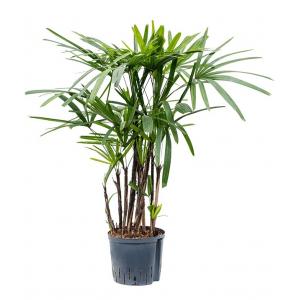 Rhapis Bamboepalm Excelsa M hydrocultuur plant