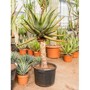 Aloe ferox kamerplant