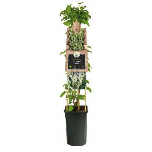 Bruidssluier Fallopia Aubertii 120 cm klimplant