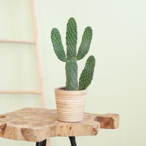 Cactus Opuntia - P12