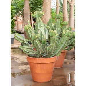 Euphorbia Cactus Cooperi L 100 cm kamerplant