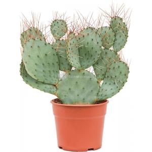 Cactus Opuntia Capocentra 60 cm kamerplant