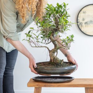 Bonsai Ficus Retusa met keramieken schaal - P40