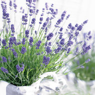 Lavendel angustifolia 'ArdÃ¨che'