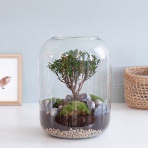 Terrarium Bonsai