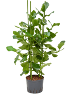 Clusia Rosea 110 cm (Hydroplant)