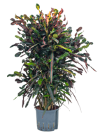 Croton Mamey vertakt (Hydroplant)