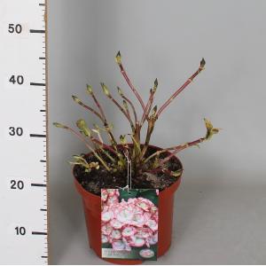 Hydrangea Macrophylla "Hovaria Ripple" boerenhortensia