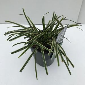 Zegge (Carex morrowii "Ice Dance") siergras - In 2 liter pot - 1 stuks