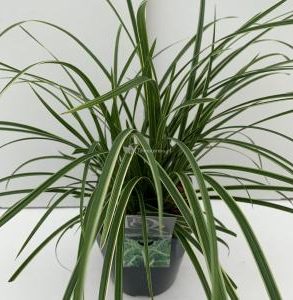 Zegge (Carex morrowii "Ice Dance") siergras - In 5 liter pot - 1 stuks