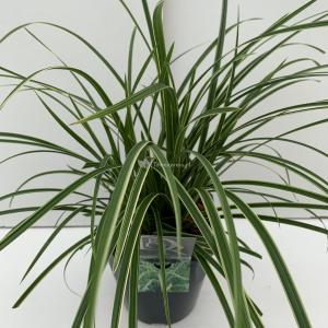 Zegge (Carex morrowii "Ice Dance") siergras - In 5 liter pot - 1 stuks
